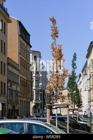 Leipzig, Deutschland. 25. Juli, 2019. Ein ausgetrockneter Straßenbau in einem Wohngebiet. Foto: Jens Kalaene/dpa-Zentralbild/ZB/dpa/Alamy leben Nachrichten Stockfoto