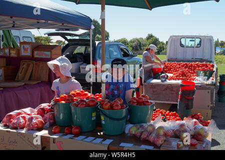 Motueka, Tasman/Neuseeland - 17. Februar 2013: Motueka Sonntag Markt mit Kindern verkaufen Eimer voller Tomaten abgewürgt. Stockfoto