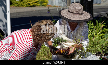 Motueka, Tasman/Neuseeland - 17. Februar 2013: eine Frau Inspektion eines Bonsai Baum zum Verkauf. Stockfoto