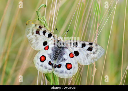 Apollofalter - clossiana Apollo, schöne iconic bedrohte Schmetterling aus Europa, Stramberk, Tschechische Republik. Stockfoto