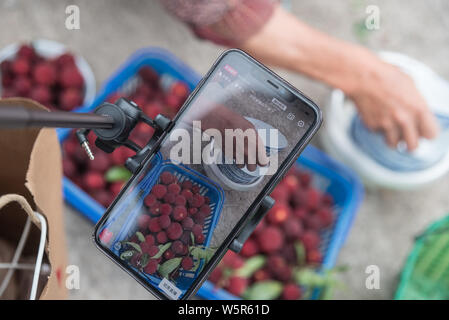 Lokale Knaben helfen Senioren live streaming webcast Ihre lokale Spezialität, Yangmei oder Chinesischen bayberry zu verkaufen, auf Alibaba's e-commerce platfor Stockfoto