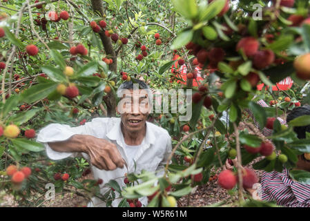 Lokale Knaben helfen Senioren live streaming webcast Ihre lokale Spezialität, Yangmei oder Chinesischen bayberry zu verkaufen, auf Alibaba's e-commerce platfor Stockfoto