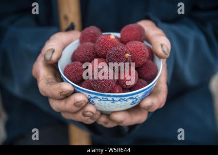 Lokale Knaben helfen Senioren live streaming webcast Ihre lokale Spezialität, Yangmei oder Chinesischen bayberry zu verkaufen, auf Alibaba's e-commerce platfor Stockfoto