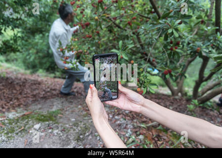 Lokale Knaben helfen Senioren live streaming webcast Ihre lokale Spezialität, Yangmei oder Chinesischen bayberry zu verkaufen, auf Alibaba's e-commerce platfor Stockfoto