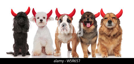 Fünf süße Teufel Hunde verschiedener Rassen im Sitzen und Stehen auf weißem Hintergrund Stockfoto