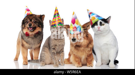 Gruppe von vier lustigen Katzen und Hunde mit Geburtstag Hüte stehen und sitzen auf weißem Hintergrund Stockfoto