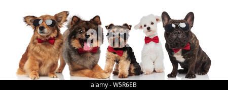 Fünf stilvolle Hunde verschiedener Rassen das Tragen der roten Schleifen im Stehen, Sitzen und Liegen auf weißem Hintergrund Stockfoto