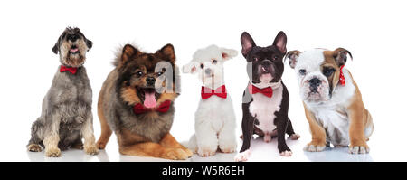 Elegante Team von fünf niedlichen Hunde verschiedener Rassen mit bowties Sitzen und Liegen auf weißem Hintergrund Stockfoto
