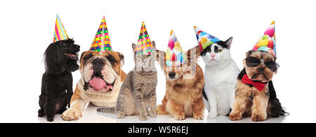 Sechs adorable Haustiere mit bunten Geburtstag hüte Sitzen und Liegen auf weißem Hintergrund Stockfoto