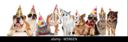 Viele lustige Tiere verschiedener Rassen tragen bunte Geburtstag Hüte im Stehen, Sitzen und Liegen auf weißem Hintergrund Stockfoto