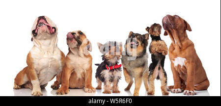 Sechs niedlichen Hunde hecheln und sah beim Stehen und Sitzen auf weißem Hintergrund Stockfoto