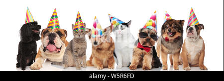 Adorable team von Geburtstag Haustiere verschiedener Rassen Stehen, Sitzen und Liegen auf weißem Hintergrund, während tragen bunte Hüte Stockfoto