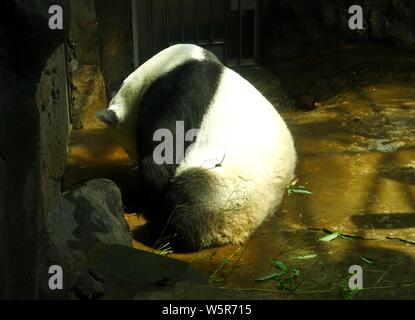 Ein riesiger Panda erstreckt sich seine Glieder, die an der Beijing Zoo in Peking, China, schläft, den 3. Juni 2019. Stockfoto