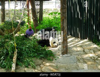 Ein riesiger Panda erstreckt sich seine Glieder, die an der Beijing Zoo in Peking, China, schläft, den 3. Juni 2019. Stockfoto