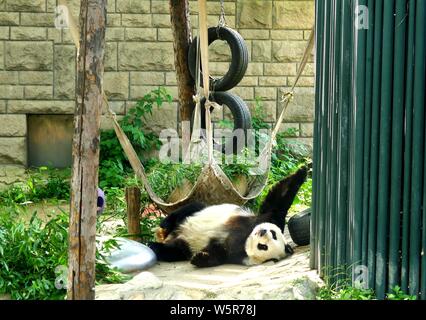 Ein riesiger Panda erstreckt sich seine Glieder, die an der Beijing Zoo in Peking, China, schläft, den 3. Juni 2019. Stockfoto