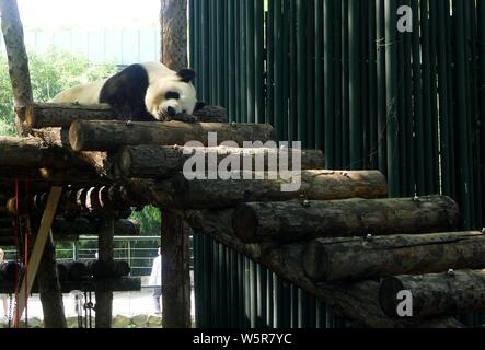 Ein riesiger Panda erstreckt sich seine Glieder, die an der Beijing Zoo in Peking, China, schläft, den 3. Juni 2019. Stockfoto