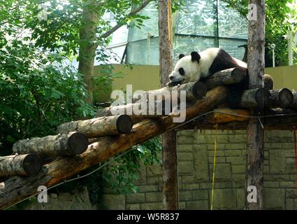 Ein riesiger Panda erstreckt sich seine Glieder, die an der Beijing Zoo in Peking, China, schläft, den 3. Juni 2019. Stockfoto