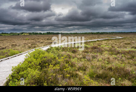 Clara Bog Nature Reserve, County Offaly, Irland, ist ein angehoben in einem Bereich, in dem viel von der ursprünglichen bog bog hat Torfgewinnung unterzogen Stockfoto