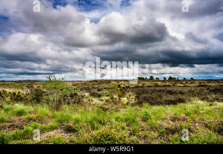 Clara Bog Nature Reserve, County Offaly, Irland, ist ein angehoben in einem Bereich, in dem viel von der ursprünglichen bog bog hat Torfgewinnung unterzogen Stockfoto