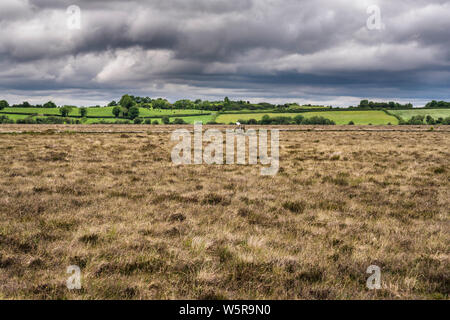 Clara Bog Nature Reserve, County Offaly, Irland, ist ein angehoben in einem Bereich, in dem viel von der ursprünglichen bog bog hat Torfgewinnung unterzogen Stockfoto