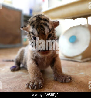 Eine seltene white Bengal Tiger Cub zusammen mit drei Bengal Tiger Cubs sind in einem Zoo in Stadt Rongcheng, Provinz Shandong, China, 31. Mai 2019. Ein Stockfoto