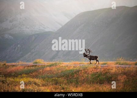 Rentier mit Geweih in der idyllischen Berglandschaft. Finnmark, Varangerhalvøya, Norwegen Stockfoto