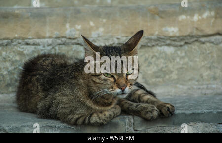 Verdächtig aussehende Katze auf der Straße Stockfoto