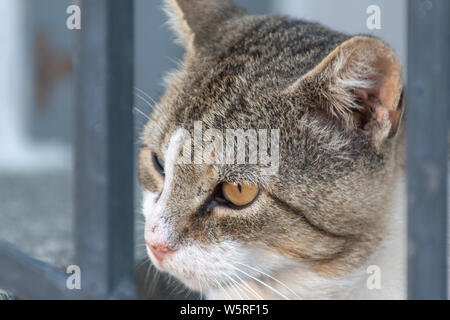 Portrait von cat Suche trog Eisenzaun Stockfoto