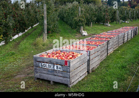 Motueka, Tasman/Neuseeland - 22. April 2015: Golden Bay Obst Holz- apple Fächer voll von Roten rosig frisch gepflückte Äpfel. Stockfoto