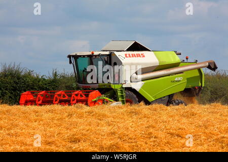 Eine sehr große Mähdrescher arbeiten um ein lokales Feld Ernte von Weizen auf einem sonnigen trockenen Tag Schneiden einer breiten Landstrich des Ernteguts in einem Schritt. Stockfoto