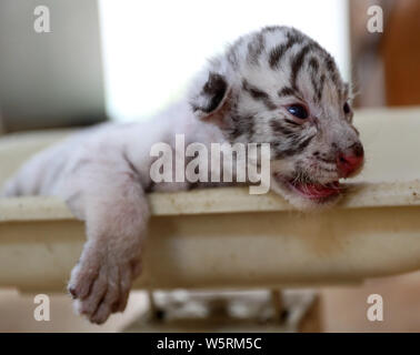 Eine seltene white Bengal Tiger Cub zusammen mit drei Bengal Tiger Cubs sind in einem Zoo in Stadt Rongcheng, Provinz Shandong, China, 31. Mai 2019. Ein Stockfoto