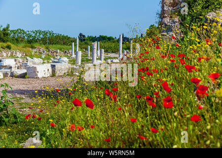 Bereich der roten Mohn Blume mit sunburst Schuß von unten. schöne Natur Hintergrund gegen den blauen Himmel Stockfoto