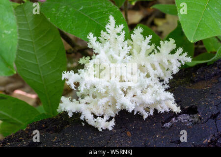 Weiße essbare Pilze der Gattung Hericium (Herícium coralloídes) auf einem alten faulenden Baum im Sommer Wald Stockfoto