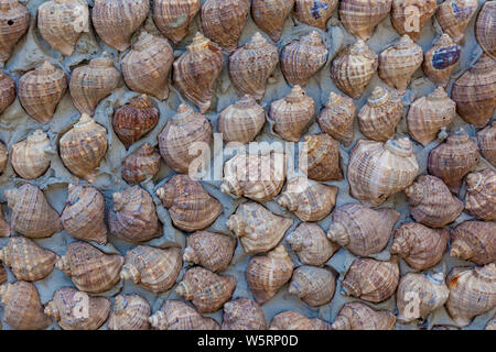 Einrichtung und Hintergrund der rapana Krebse in eine Betonwand. Stockfoto