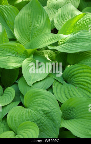 Nahaufnahme Detail in frischem Grün ornamental hosta Blätter in einem formalen Garten wachsen zu einem natürlichen Hintergrund machen Stockfoto
