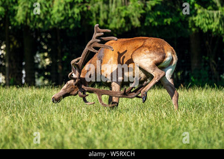 Das Rotwild, Cervus elaphus ist einer der größten Hirsche Arten. Der Rothirsch bewohnt, die meisten von Europa Stockfoto