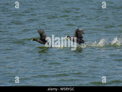 Eurasischen Blässhuhn, Fulica atra, Balz, Lancashire, Großbritannien Stockfoto