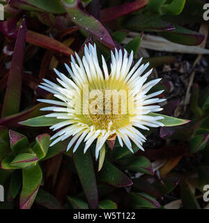 Eine mehrjährige schleichende subshrub, es ist ein Mat-bildenden sukkulente Arten, heimisch in Südafrika ist es eine invasive Arten in viele Teile der Romantik Stockfoto