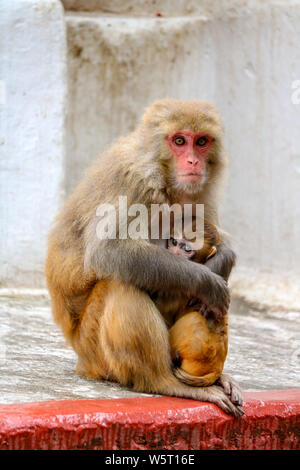 Macaque Affen Mutter mit Baby, Affentempel, Kathmandu, Nepal Stockfoto