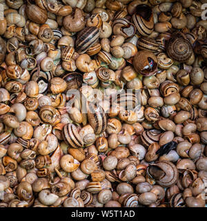 Eine Nahaufnahme von Raw Schnecken in Muscheln lebendig für den Verkauf in der Fischmarkt Stockfoto