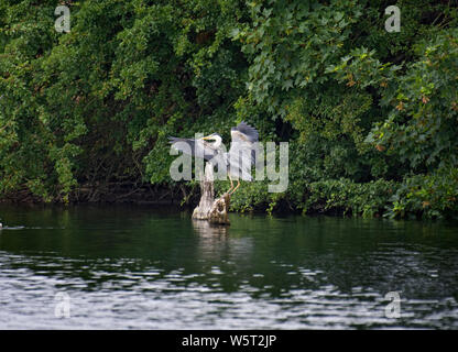 Graureiher Ardea cinerea, Landung auf Baumstumpf im See, Lancashire, Großbritannien Stockfoto