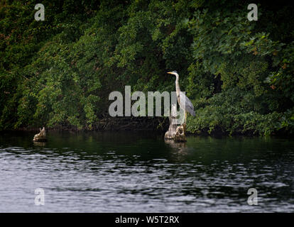 Graureiher Ardea cinerea, stand auf Baumstumpf im See, Lancashire, Großbritannien Stockfoto