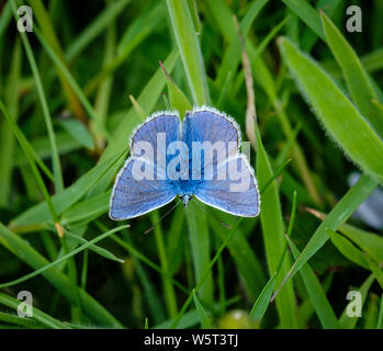 Gemeinsame Blauer Schmetterling, (Polyommatus icarus), Flügel geöffnet auf Gras, Dorset, England, UK. Stockfoto