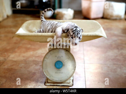 Eine seltene white Bengal Tiger Cub zusammen mit drei Bengal Tiger Cubs sind in einem Zoo in Stadt Rongcheng, Provinz Shandong, China, 31. Mai 2019. Ein Stockfoto