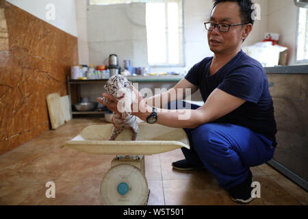 Eine seltene white Bengal Tiger Cub zusammen mit drei Bengal Tiger Cubs sind in einem Zoo in Stadt Rongcheng, Provinz Shandong, China, 31. Mai 2019. Ein Stockfoto