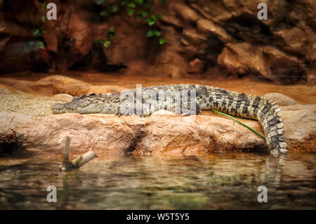 Alligator ruht auf dem Stein im Aquarium Park Stockfoto