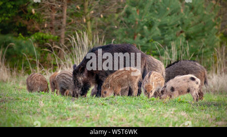 Gruppe von Wildschweinen, sus scrofa, mit winzigen abgestreift Ferkel füttern in der Wildnis im Frühjahr. Wilde Sau und junge abgestreift Ferkel zu essen. Gruppe von Wilden Stockfoto