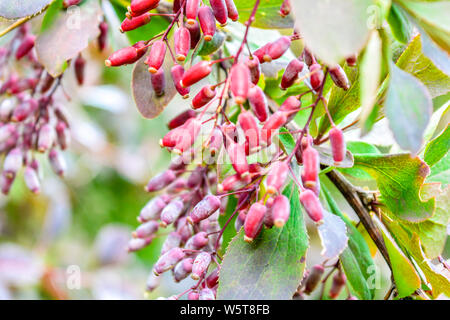 Reifen roten Beeren der Berberitze auf Zweig zu schließen. Oder fructiferous Strauch von berberitze Berberis mit Büscheln Stockfoto