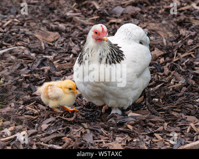 Licht Sussex Hühner seltene Rasse mit Küken Stockfoto