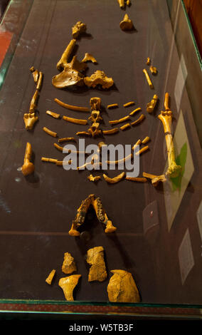 'Lucy' es el esqueleto de un homínido perteneciente a la especie Australopithecus afarensis, de 3,2 millones de años, Museo Nacional de Äthiopien, Addi Stockfoto